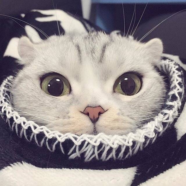 大眼萌猫haha 可爱的小表情真是要被萌化了
