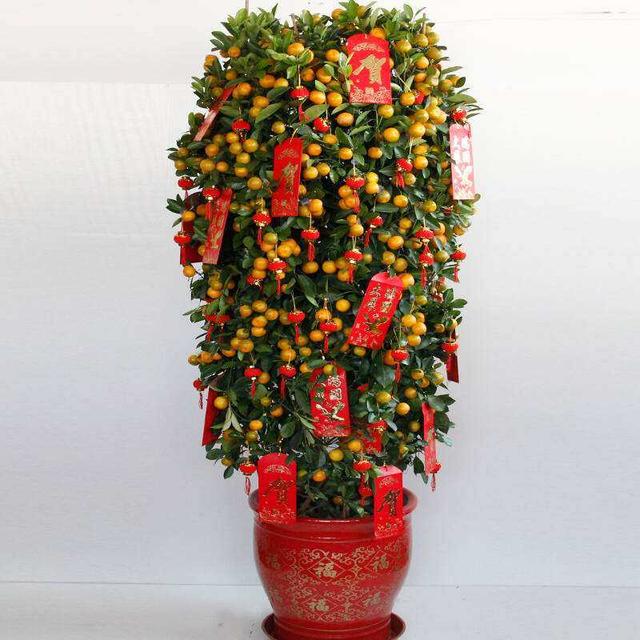 金桔|盆栽|腐叶土_新浪新闻