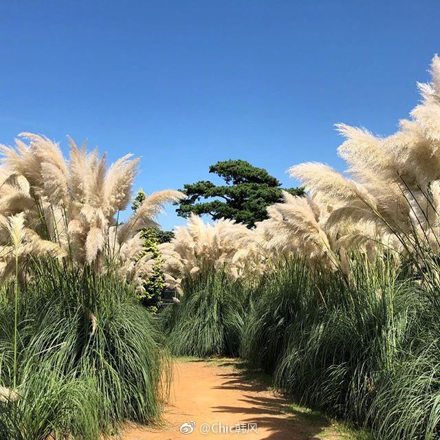 news|巨大的白色芒草仿佛童话世界的景观置身其中仿佛自己变小了