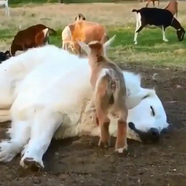 闭目养神的狗狗和闹腾的小山羊 要被萌翻了twi Happinessforali 闭目养神的狗狗和闹腾的小山羊 要被萌翻了twi Happinessforali