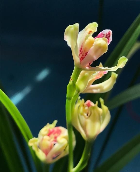 漂亮的建兰彩云追月