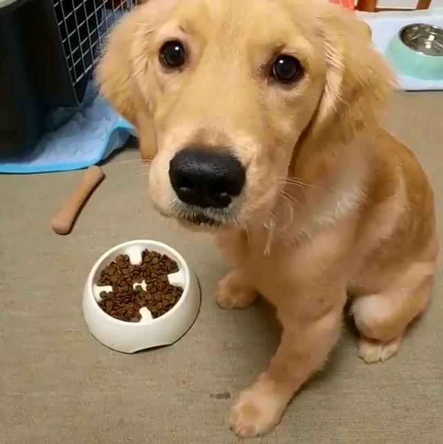 金毛|口水|狗狗_新浪新闻