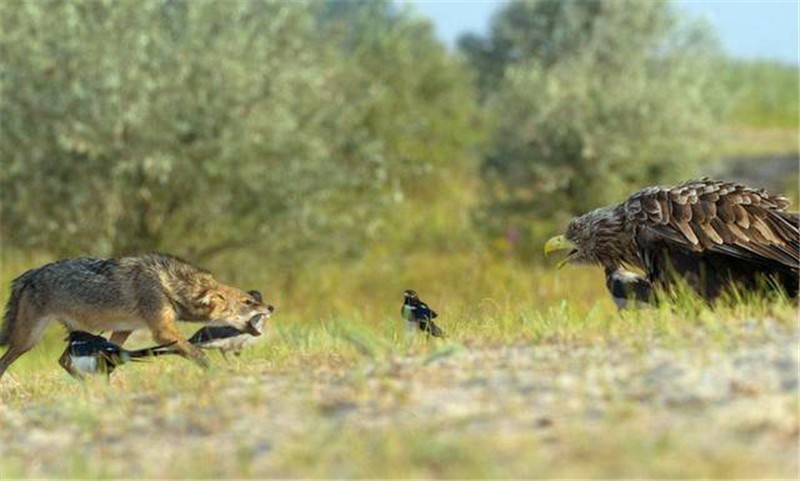 老鹰勇斗胡狼,原以为是为了保护幼崽,近看才发现是这么回事
