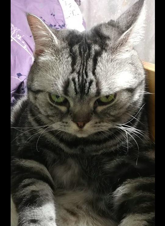 网友想要猫下床,没想到它一脸凶狠的表情瞪着主人:你再说一遍?