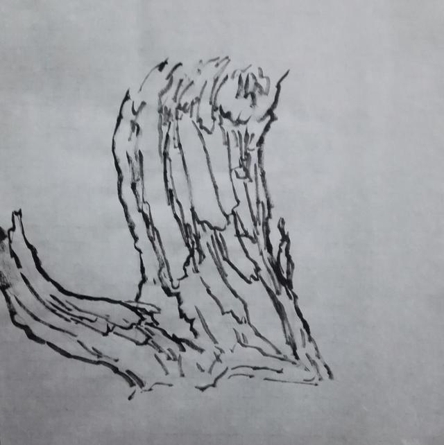 随着树龄越来越老,树皮就产生了各种各样肌理表现,并出现了多种皴法