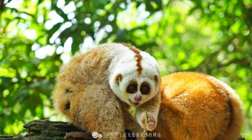 普洱國家公園的原始森林裡這些小動物神奇的存在著