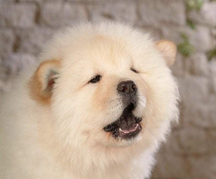 狗狗|松狮犬|金毛犬_新浪新闻