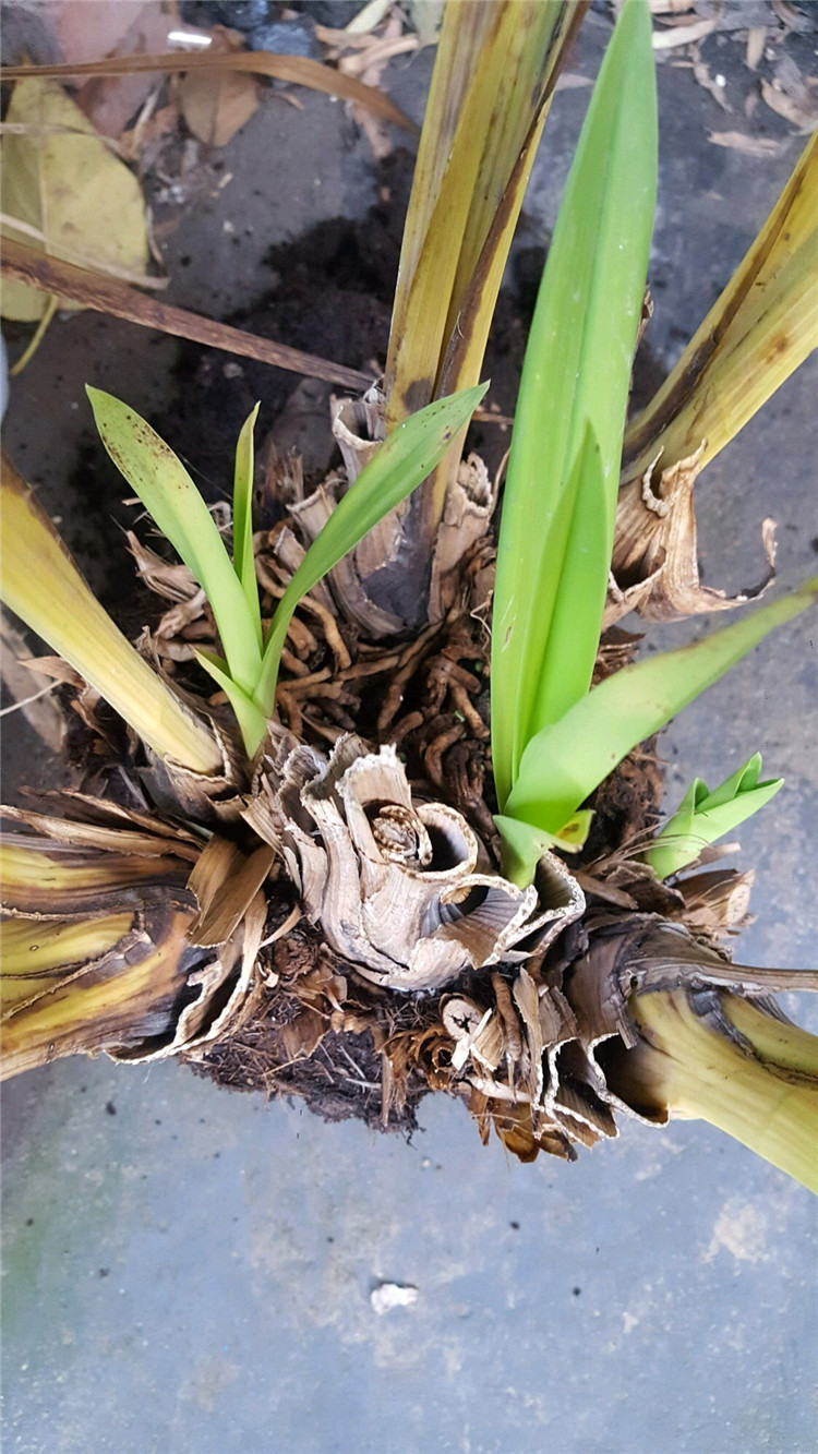 的主根就好,原理就是腐的全切掉,只留不腐的,其次要伤口处喷一喷多菌