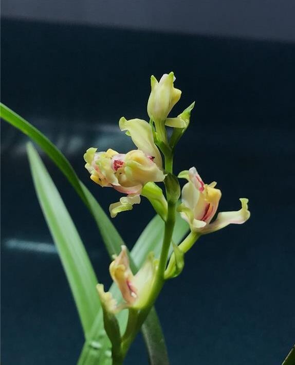 漂亮的建兰彩云追月