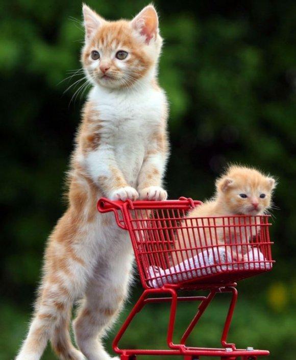 组图超萌可爱的动物宝宝照片看完保证爱上它们