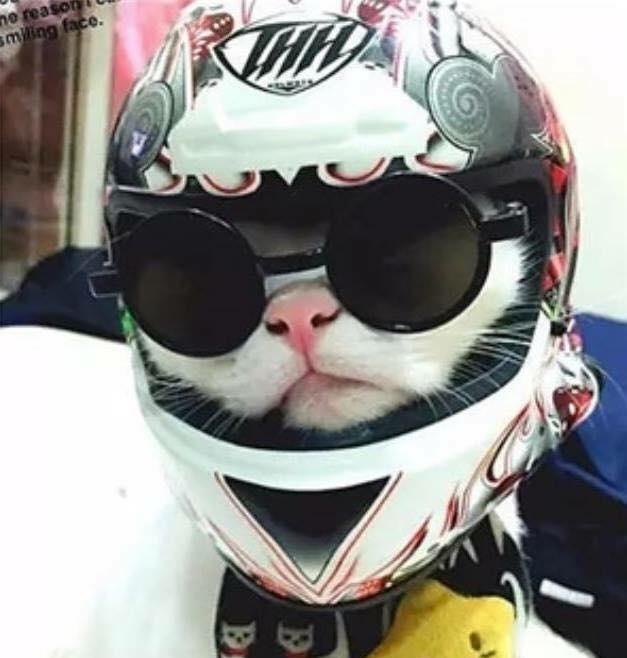 喵星人戴上头盔后,好酷.3.