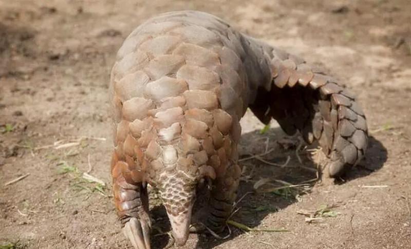 李伯常年在大山里穿梭,凭借自己的经验,他觉得草丛里的东西不是蛇鼠