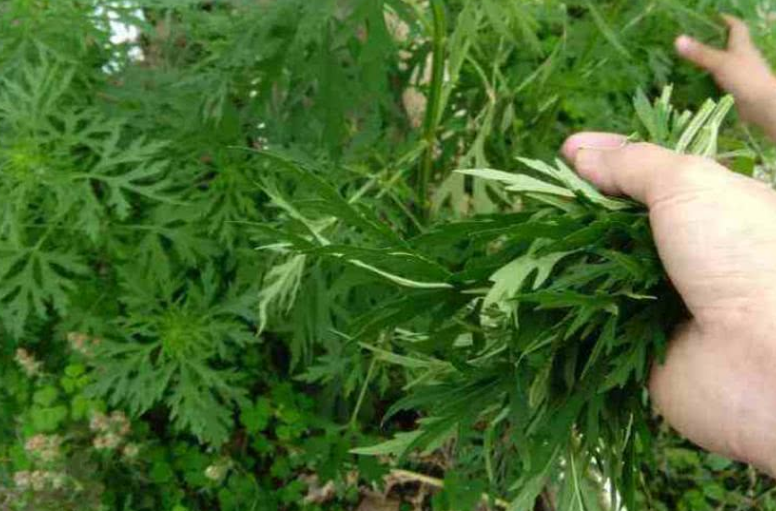 该植物是公认的神草能吃能辟邪人称医草可惜现在不多了