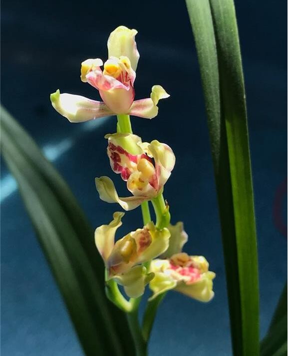 漂亮的建兰彩云追月