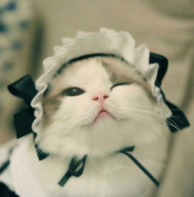 这么可爱一定是男孩子 猫女仆表情萌翻一票网友