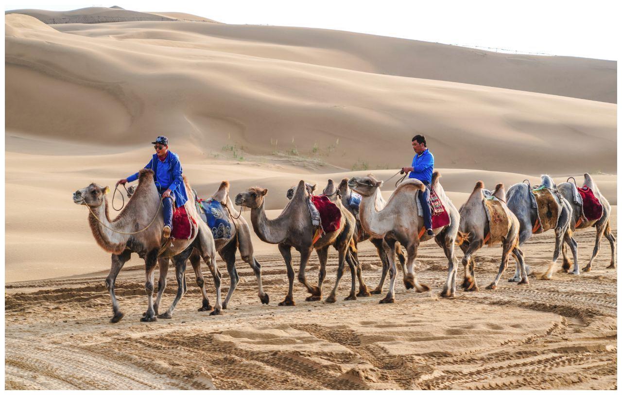 大漠之魂——响沙湾骆驼风景线!