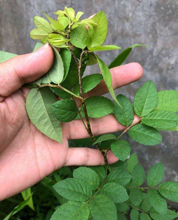 月季长着长着就黑杆怎么办,新手养月季这个问题你知道吗