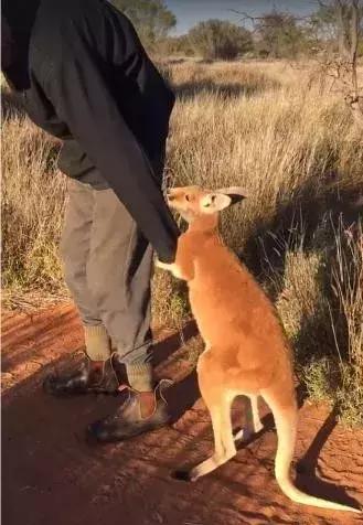会紧紧抱住主人的手不轻易松手,而且袋鼠的脸的表情也非常真挚,就是不