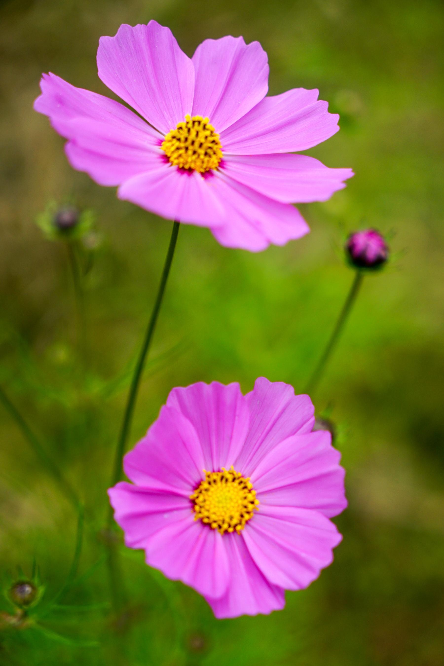 青藏高原神花"格桑花"究竟长啥样? 原来这些年我们都弄错了!