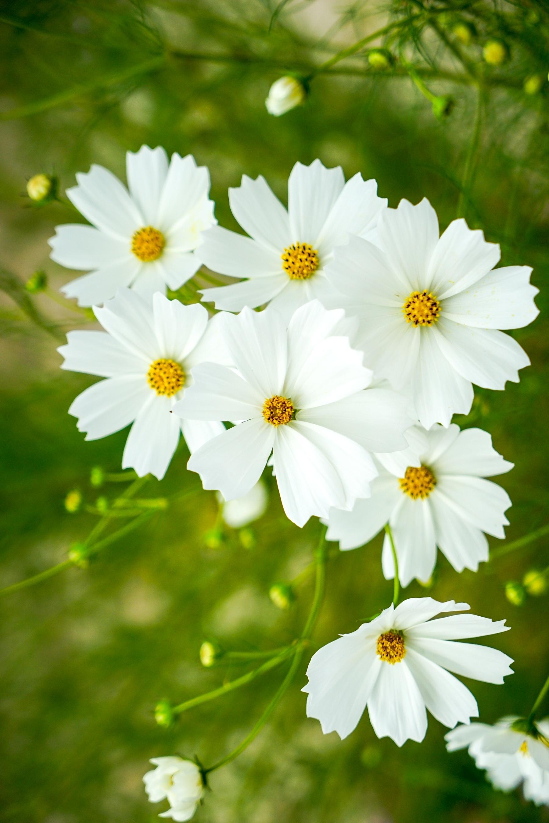 格桑花|波斯菊|藏区_新浪新闻