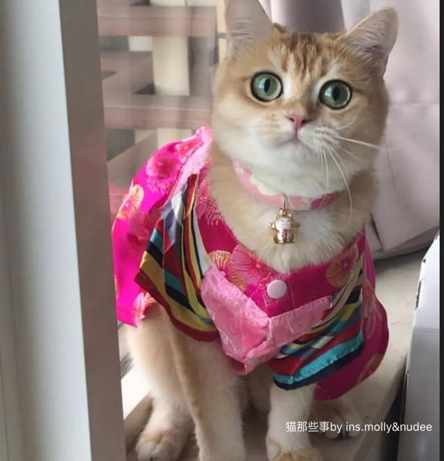 盯着这只金渐层英短猫咪的眼睛你会喜欢上它