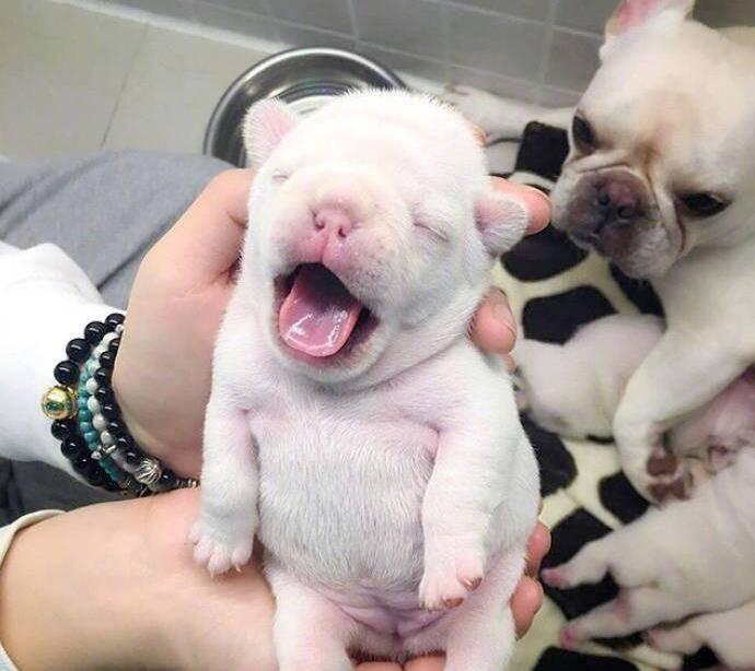 狗狗为什么会咬你的袜子?就是一个拆分对!