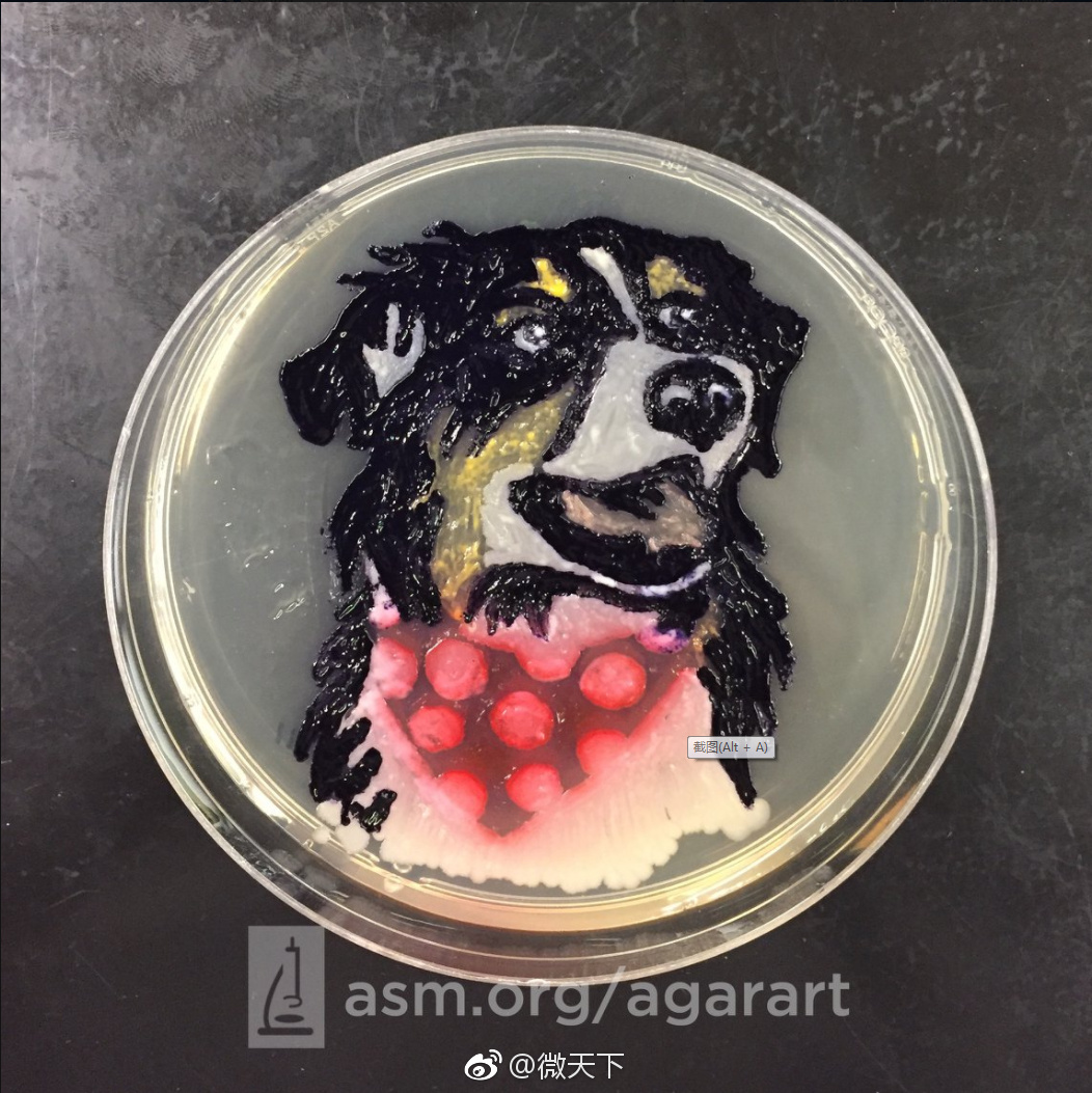 你在纸上画画还不行人家已经拿培养基画画了