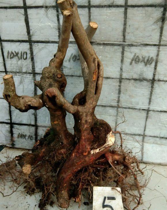 盆景|主干|树桩_新浪新闻