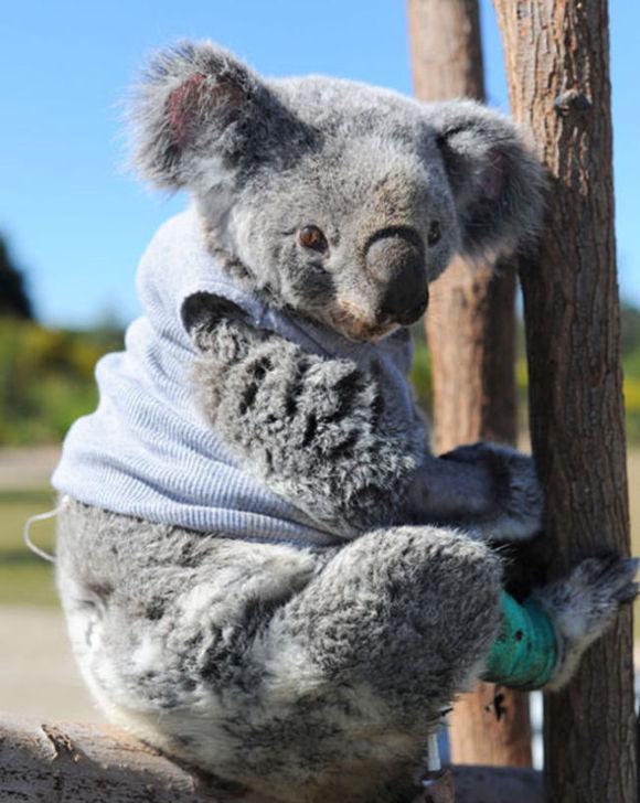 给这些小动物穿上衣服简直萌到吐血,动物冬装换季