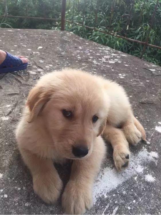 金毛和久别重逢的女主人见面,小心翼翼的眼神,看了让人心疼