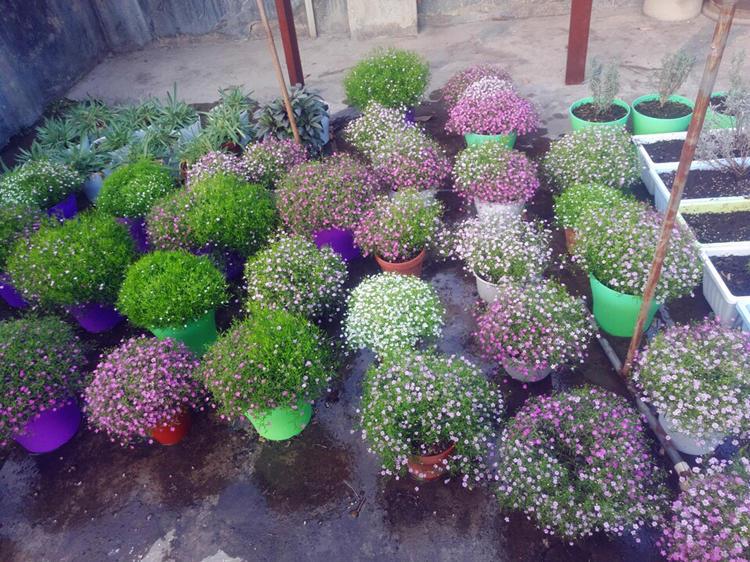 盆栽满天星新手种植攻略