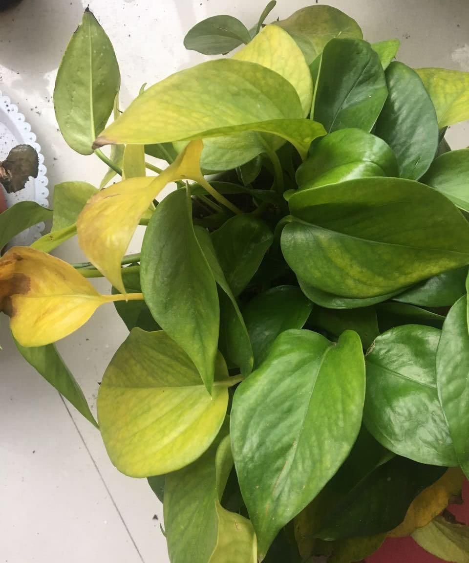 花卉叶子发黄了要不要摘掉听老花匠一说才知道做错了