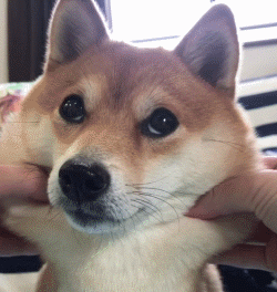 250_264gif 动态图 动图