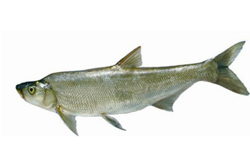 性凶猛,繁殖力强,胃口奇大,常能吃掉某个湖泊或池塘里的其他所有鱼类