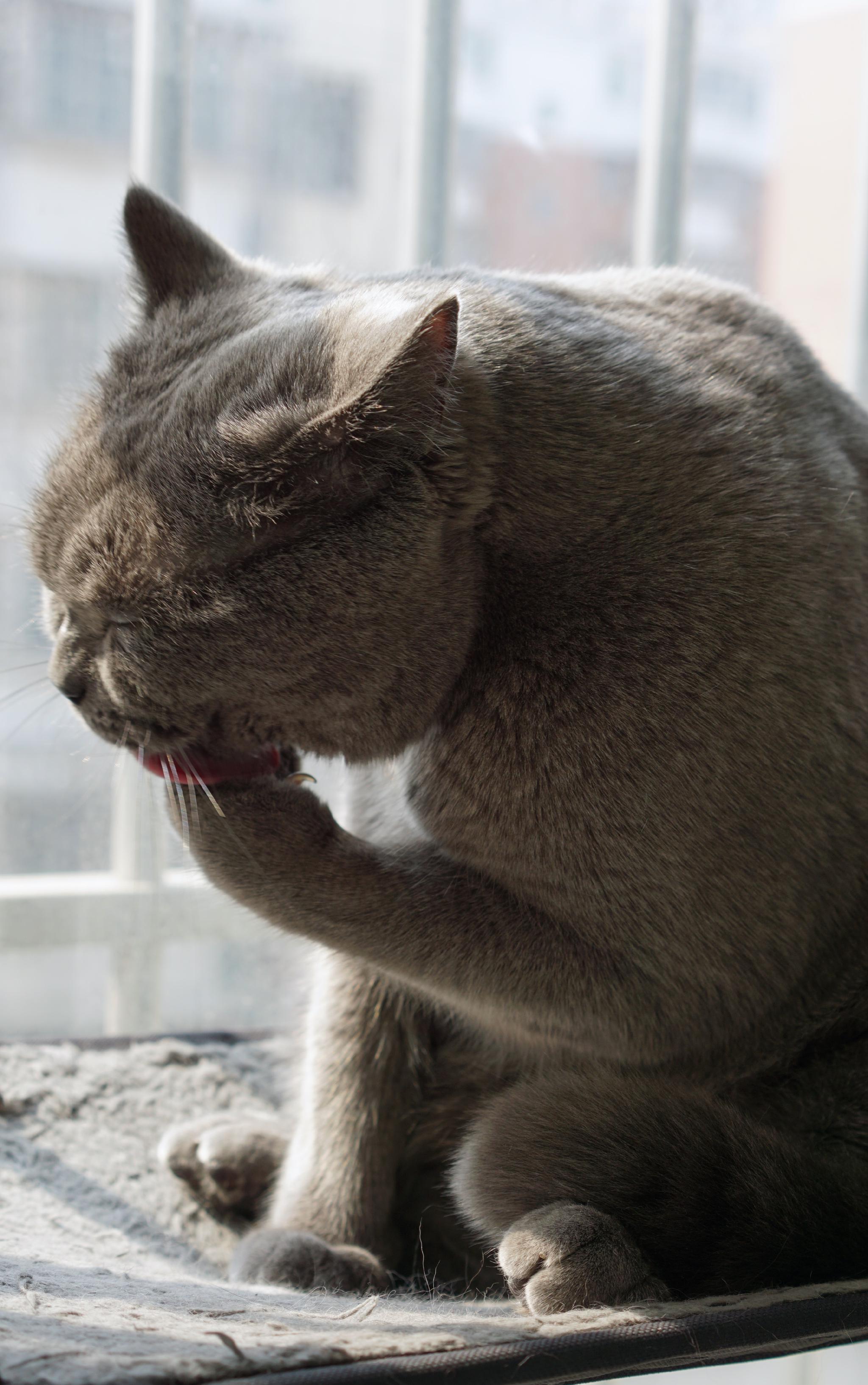 猫宁啃个小臭jio提提神