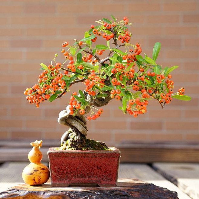 经验掌握六要点让你的火棘盆景朵朵繁华累累硕果