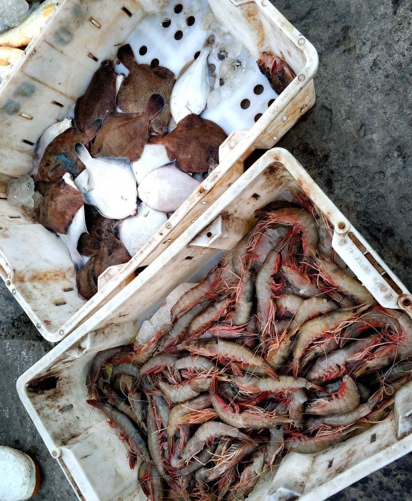 过节行情好 青岛渔港码头 海捕大虾120元一斤 摊主一天睡觉5小时