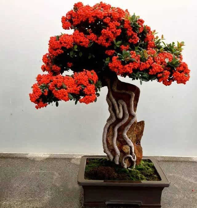 经验掌握六要点让你的火棘盆景朵朵繁华累累硕果