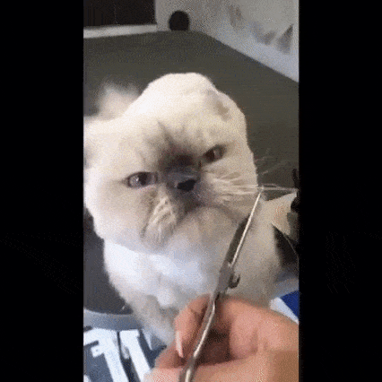 我的天啊,都成精了!