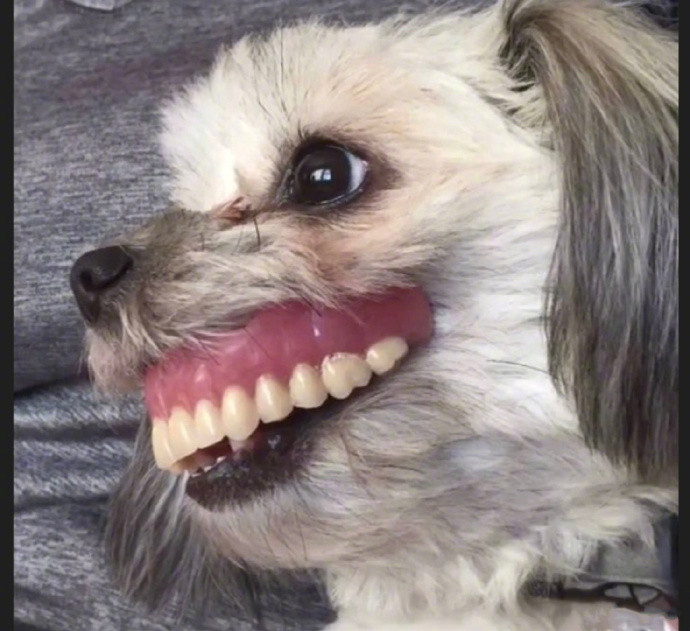 姥姥找了一上午的的假牙