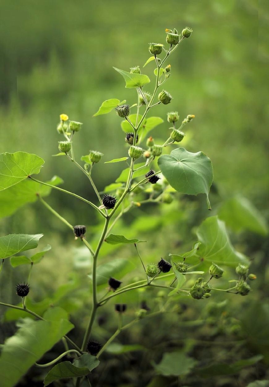农村路边的这种野草好吃又好玩还是中药可治疗多种疾病