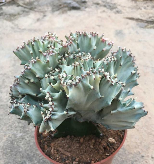 家居养花:多肉彩麒麟,烂根该如何补救?|麒麟|烂根|补救_新浪新闻