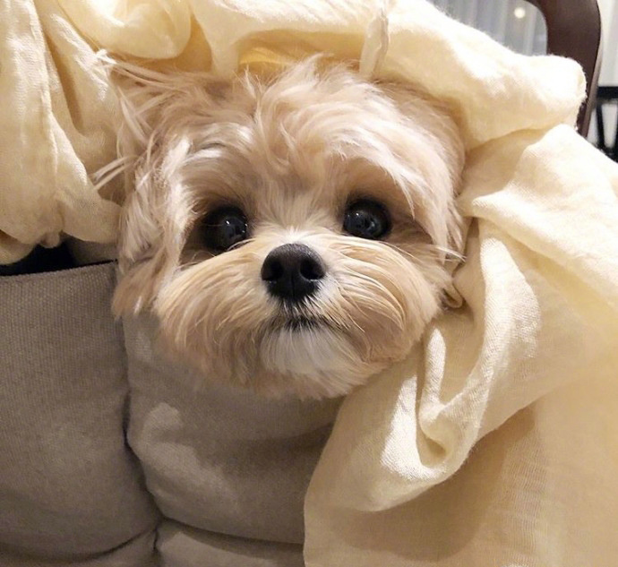 吸一口小可爱马尔济斯犬