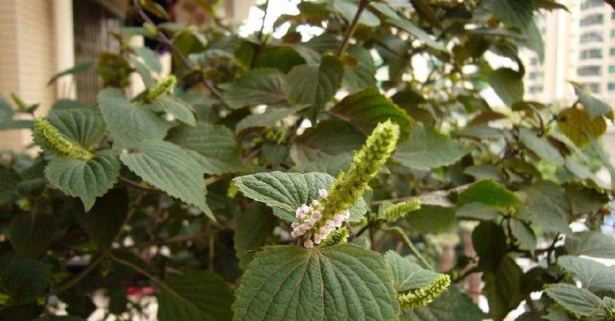 都把它斩草除根,如过还有请留着作用大着呢|香香|紫苏|去腥_新浪新闻