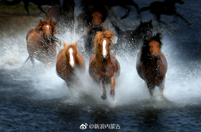 草原如画锡林郭勒万马奔腾壮美动人