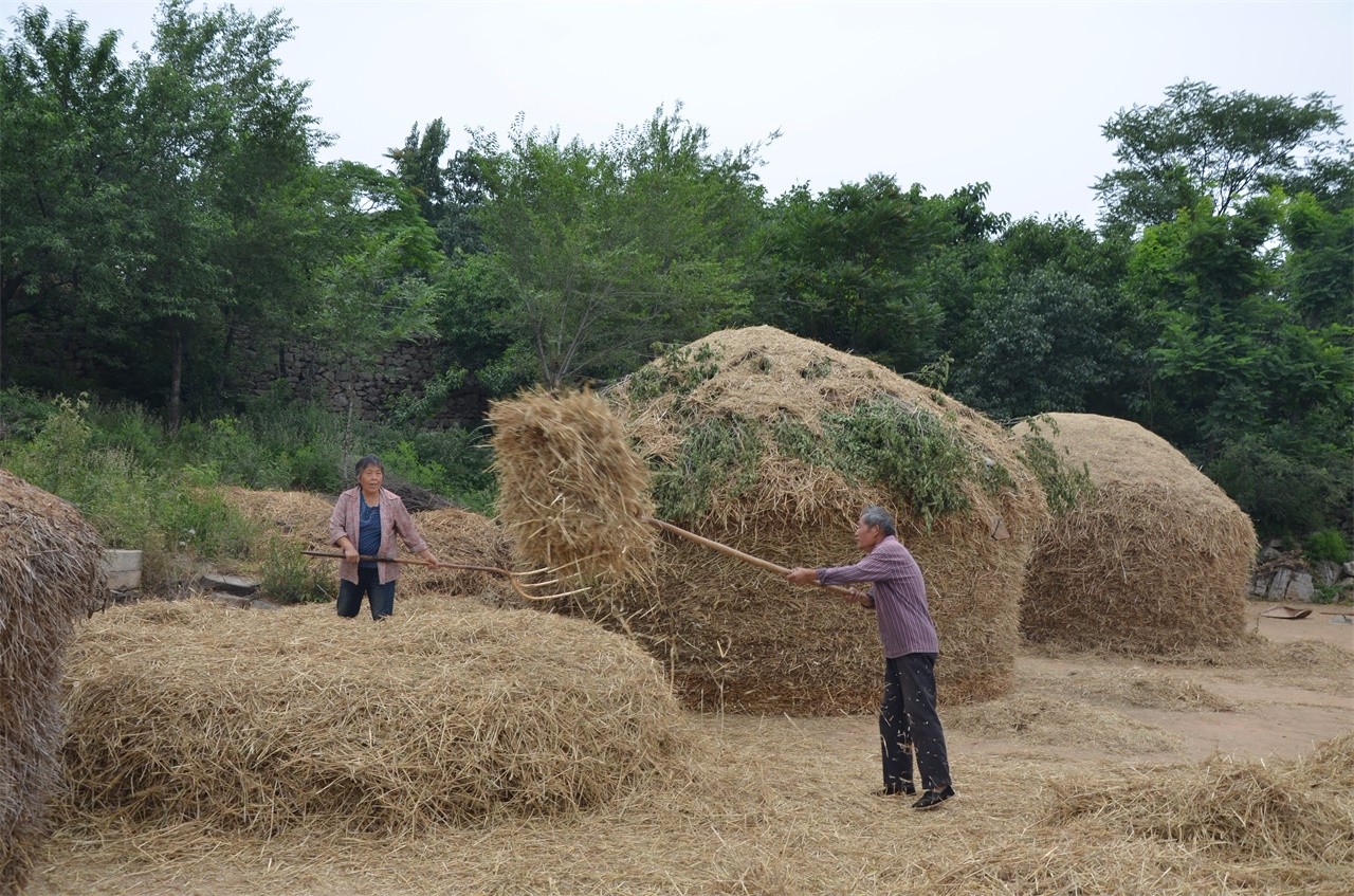 河南62岁老人担100斤重麦挑走山路,种麦不易他们却从未放弃