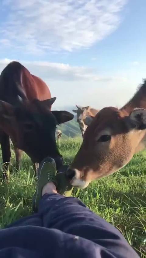 各位大佬,早上好!我又出来放牛了