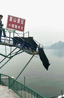 210_319gif 动态图 动图