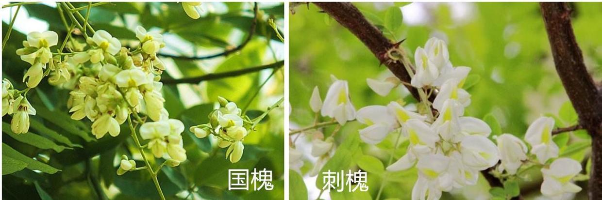 教你几招,就能快速分辨出国槐和洋槐,要做一名资深的吃货!