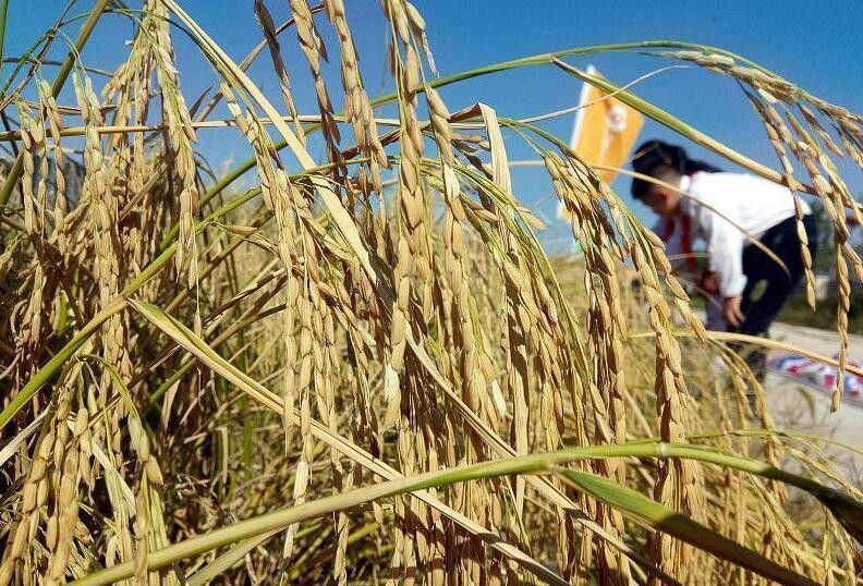 袁隆平种出巨人稻,高达2.2米,网友:这才是真正的科学家